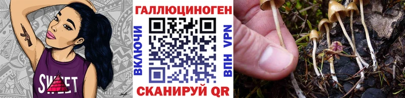 Галлюциногенные грибы Psilocybe  закладки  Змеиногорск 